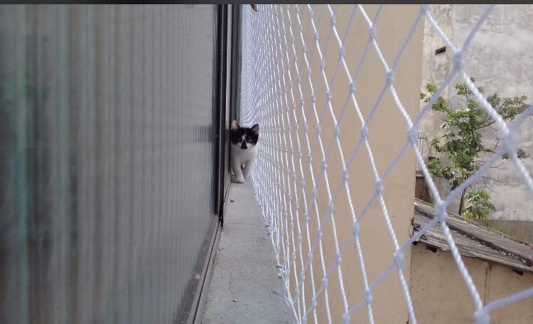 Redes para Gatos