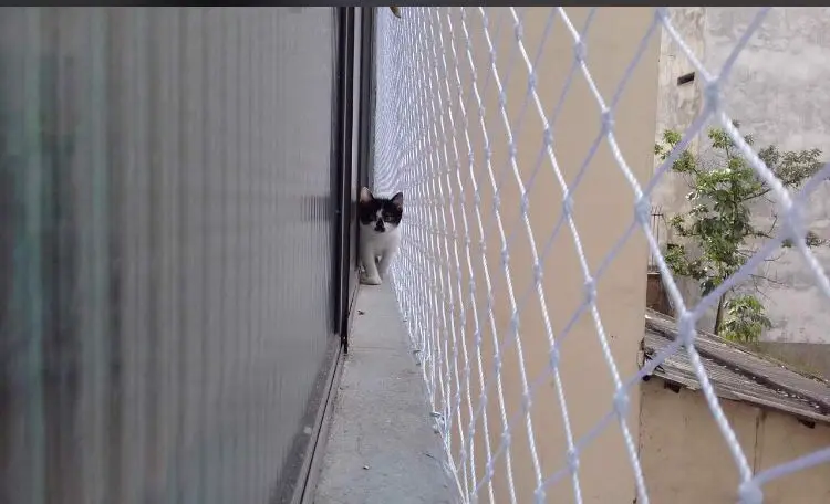 Redes para Gatos